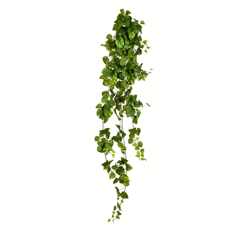 Buisson Pothos