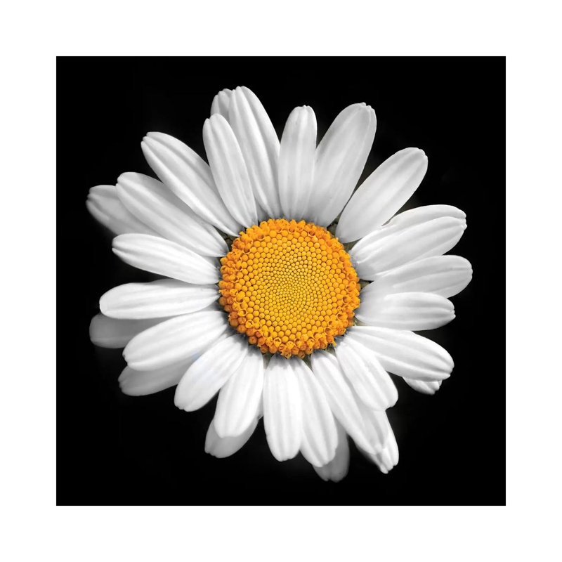 «There Is a Sun in Every Flower» par Ben Heine - impression d'art graphique, H 26 po x l 26 po x P 1,5 po, Toile tendue