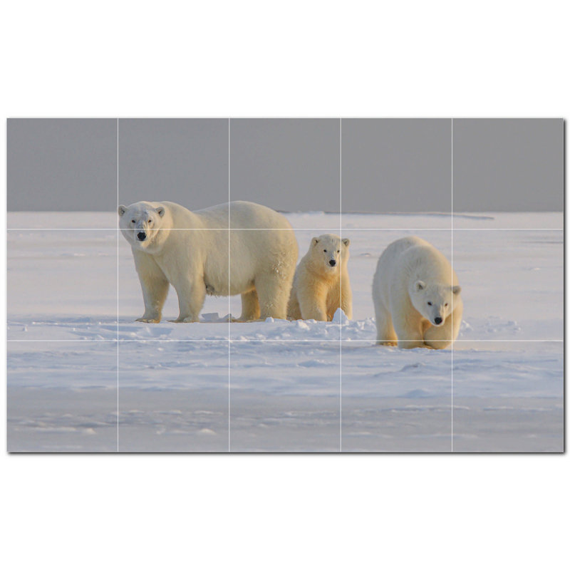 Photo d'ours 4,25 po x 4,25 po
