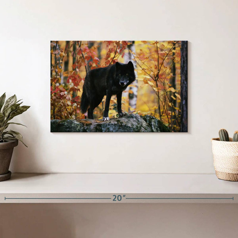 Loup noir d'automne, H 8 po x l 12 po