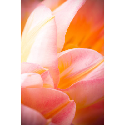 Tulips by Gitusik - Wrapped Canvas Print