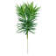 Plante grasse