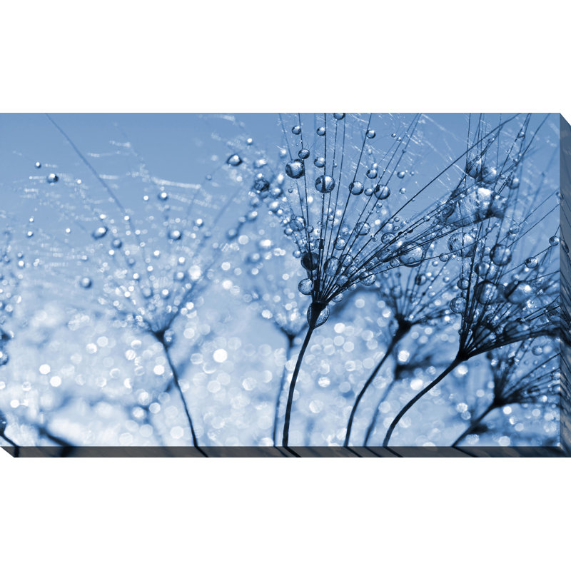 « dewy pissenlit fleur close up », reproduction de photo sur toile tendue, H 24 po x l 40 po x P 1 po