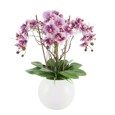 Orchids Arranged in Round Fiberstone Pot