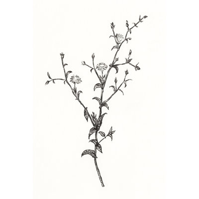 Croquis de fleurs sauvages II