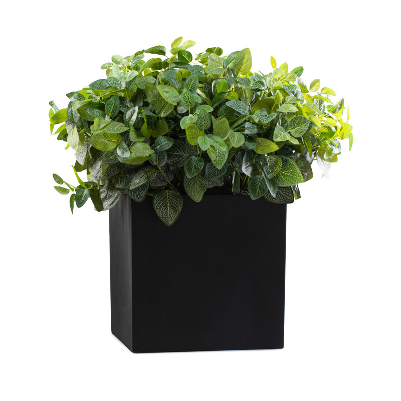 Outdoor Fittonia Square Black Pot