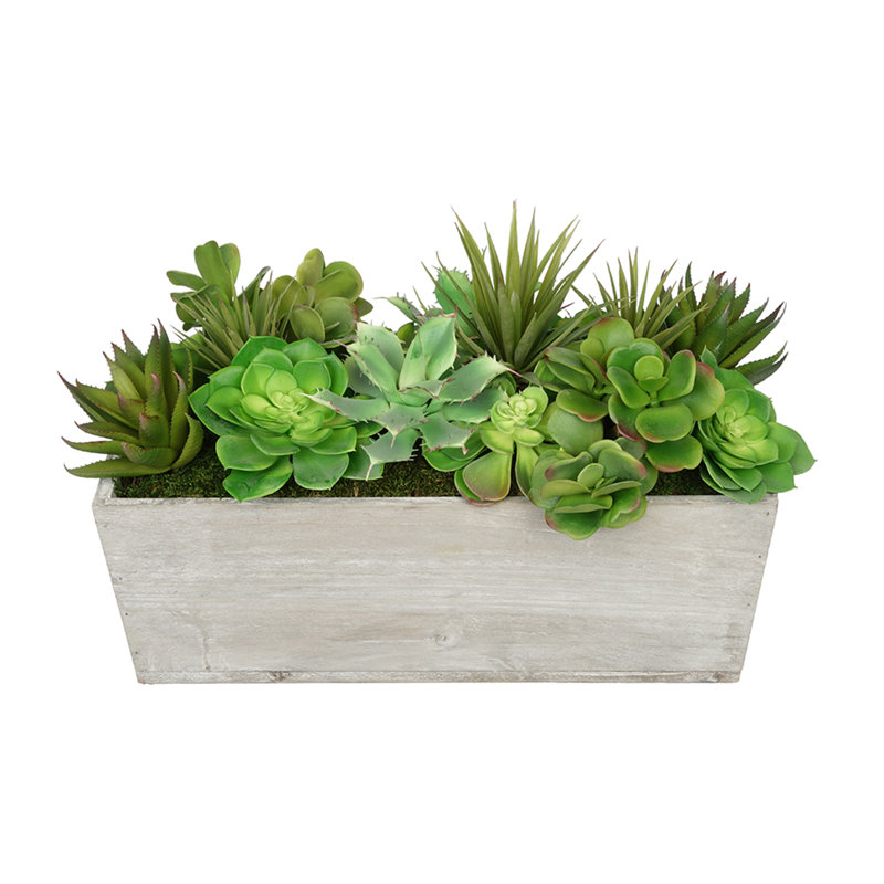 Plante grasse artificielle 5,5 po en pot, Gris