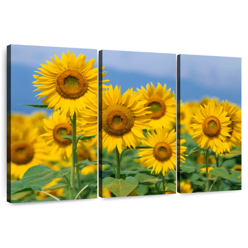 Harnek Honshu Sunflowers, 20" H x 33" W