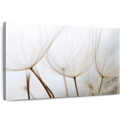 Harnek White Dandelion