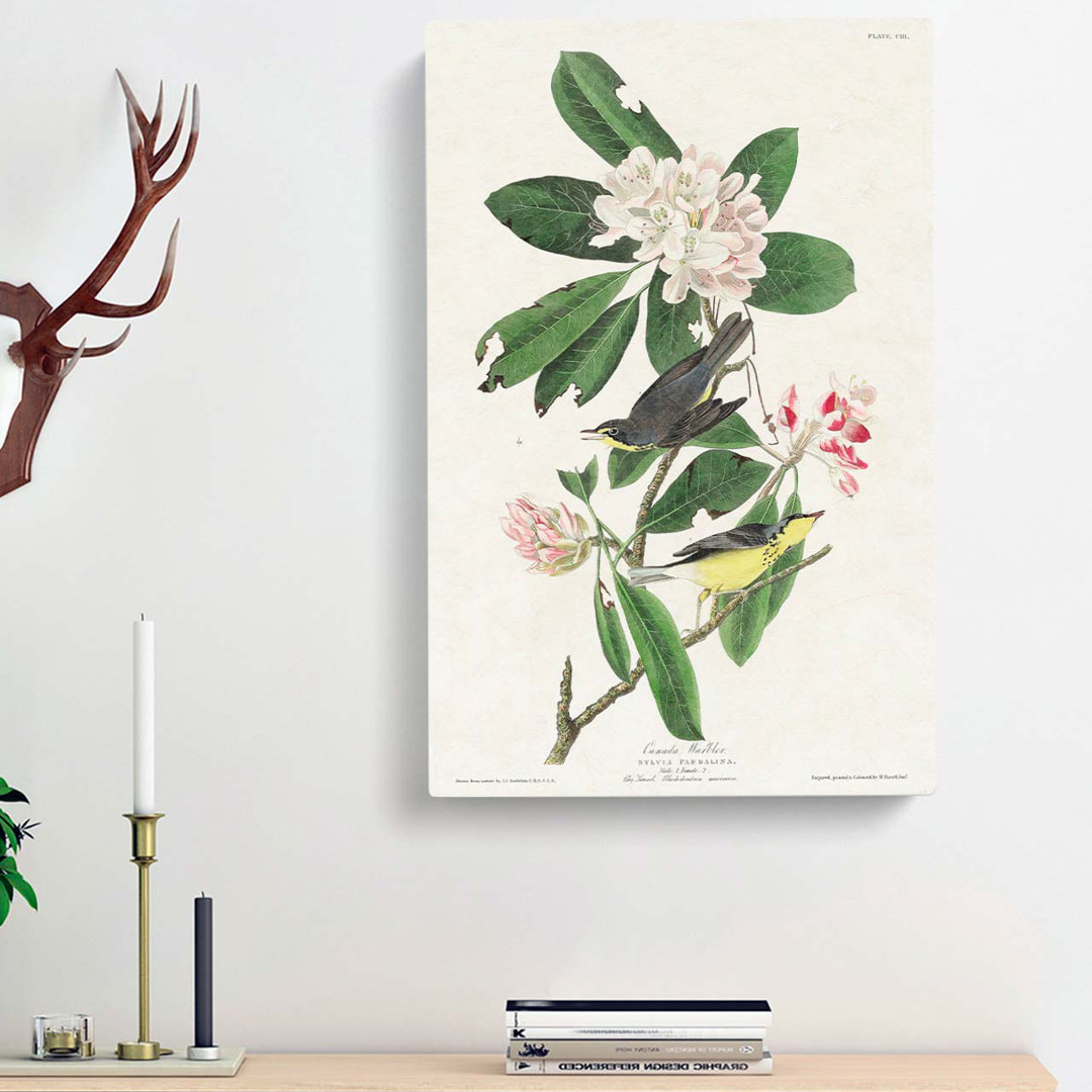 Canada Warbler Birds by John Audubon - Wrapped Canvas