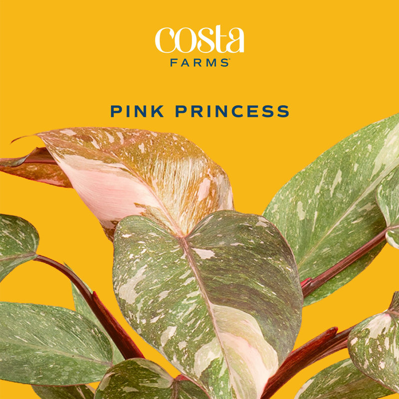Trending Tropicals Philodendron Pink Princess In Ceramic Planter