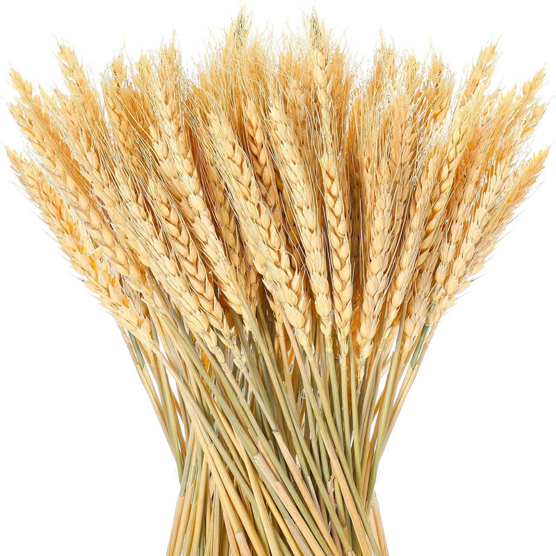 Bouquet de 400 tiges de blé séché naturel, tiges de blé doré de 17,7 pouces pour centre de table de mariage, décoration de table Boho