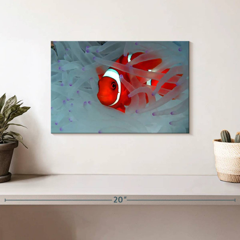 Corbeau cachant des poissons clowns, H 8 po x l 12 po