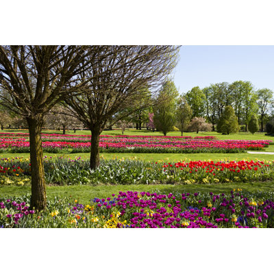 Park Spring Flowers by Tjanze