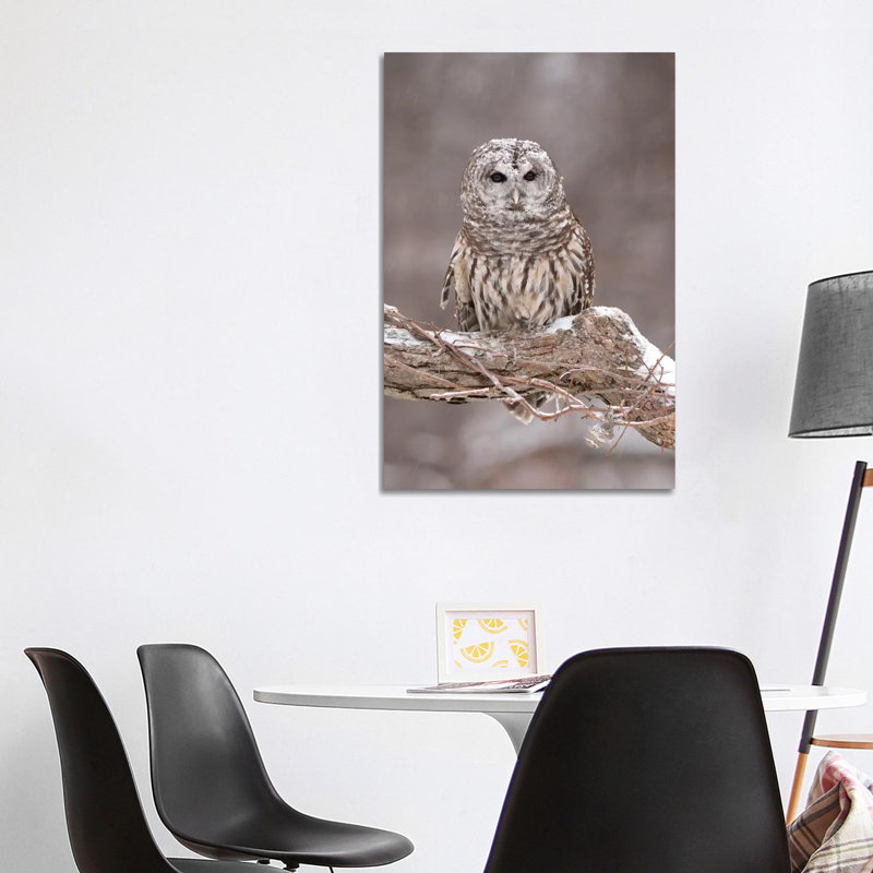Barred Owl In Winter, Howell Nature Center, Michigan by Steve Gettle - Wrapped Canvas Print