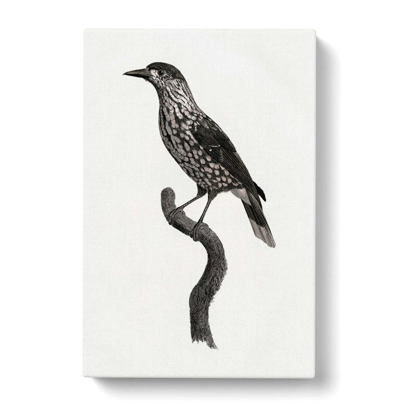 Nutcracker Bird by Jacques Barraband - Wrapped Canvas, 60cm H x 40cm W x 3cm D
