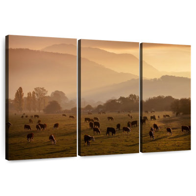 Vaches qui paissent