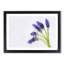 Grape Hyacinth Flower - Single Picture Frame Print on MDF-56713142-56713139