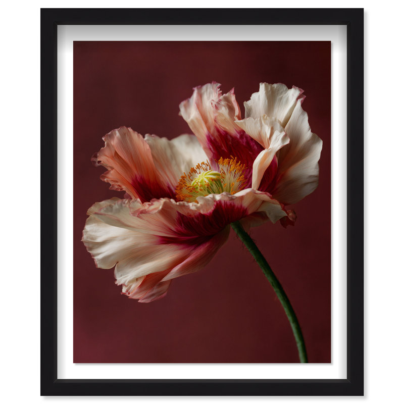Merlot Blush Blossom I Shadowbox Floral & Botanical Print by Oliver Gal, Black Frame, 16 x 20, 31.5"H x 37.5"W