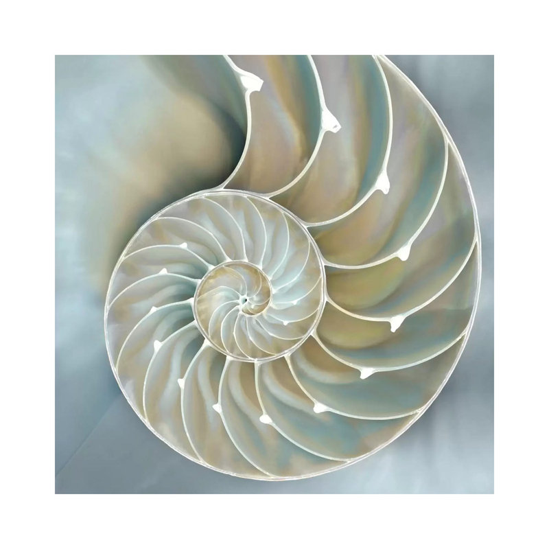 Nautilus In Blue II by Caroline Kelly - Gallery-Wrapped Canvas Giclée on Canvas, Wrapped Canvas, 30.48 cm H x 30.48 cm W
