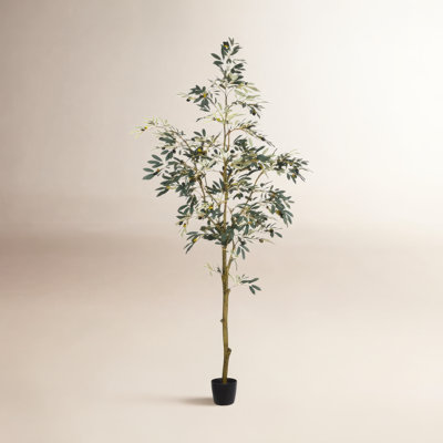 Winnetka Olive Tree in Pot