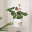 Pot à fleurs suspendu Aesir