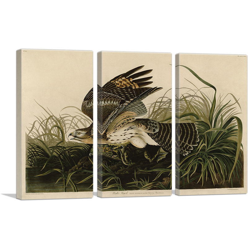 «Winter Hawk» par James Audubon, ensemble de 3 reproductions d'art sur toiles tendues, H 40 po x l 60 po x P 1,5 po