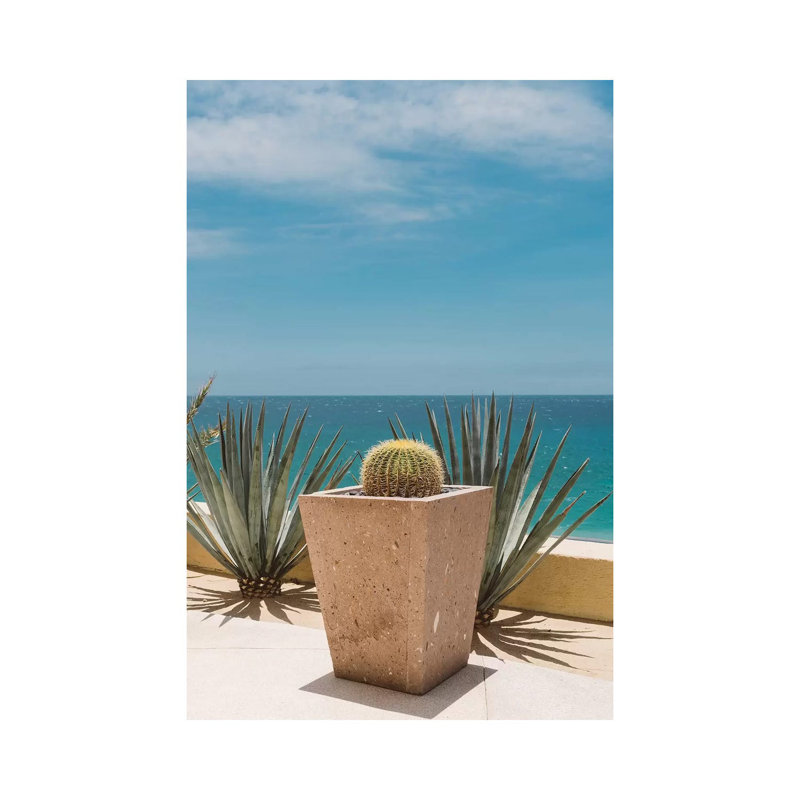 Cabo Cactus by Bethany Young - Print on Canvas, 152.4cm H x 101.6cm W x 3.81cm D, Wrapped Canvas