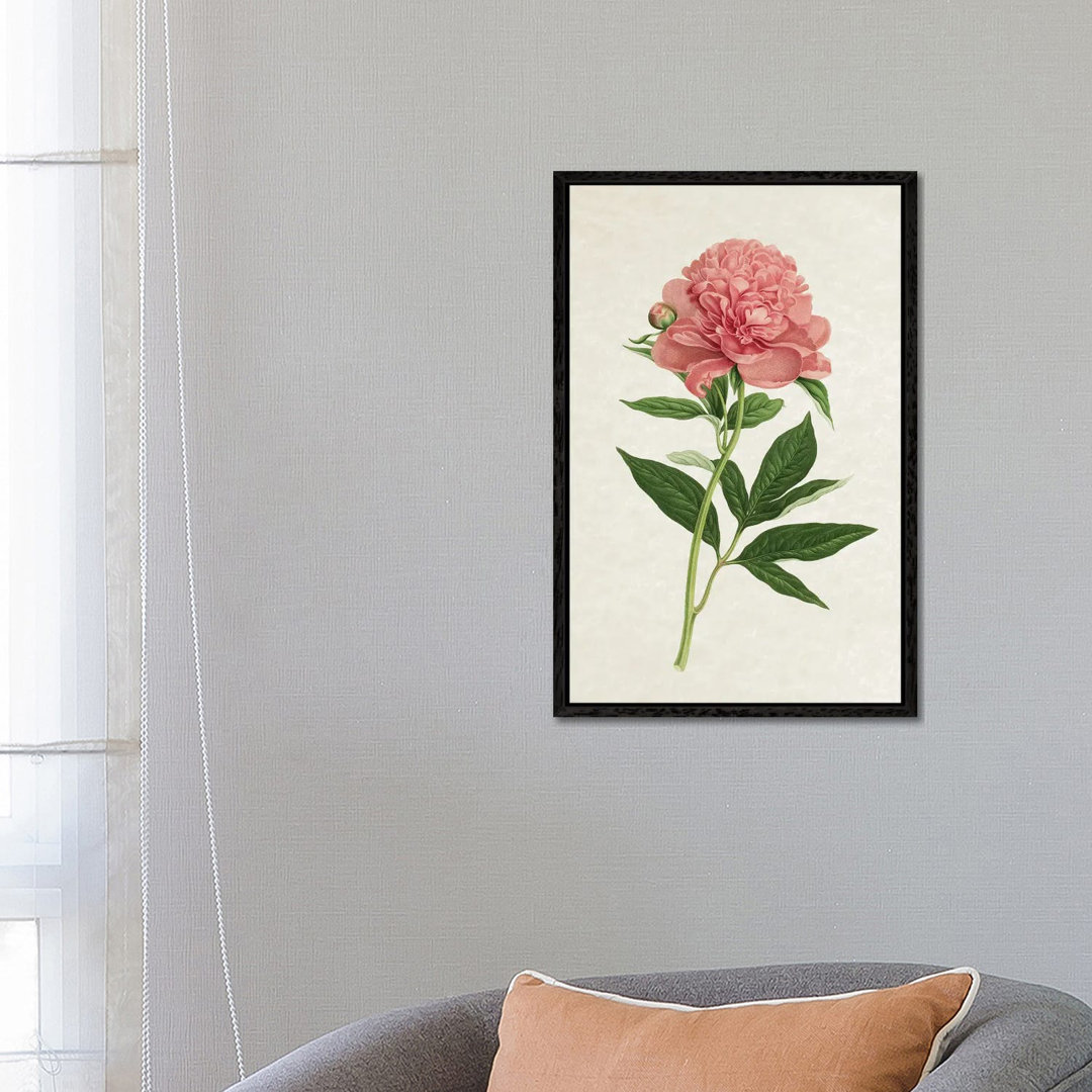 Vintage Rose von Amelie Vintage Co - Gallery-Wrapped Canvas Giclée on Canvas