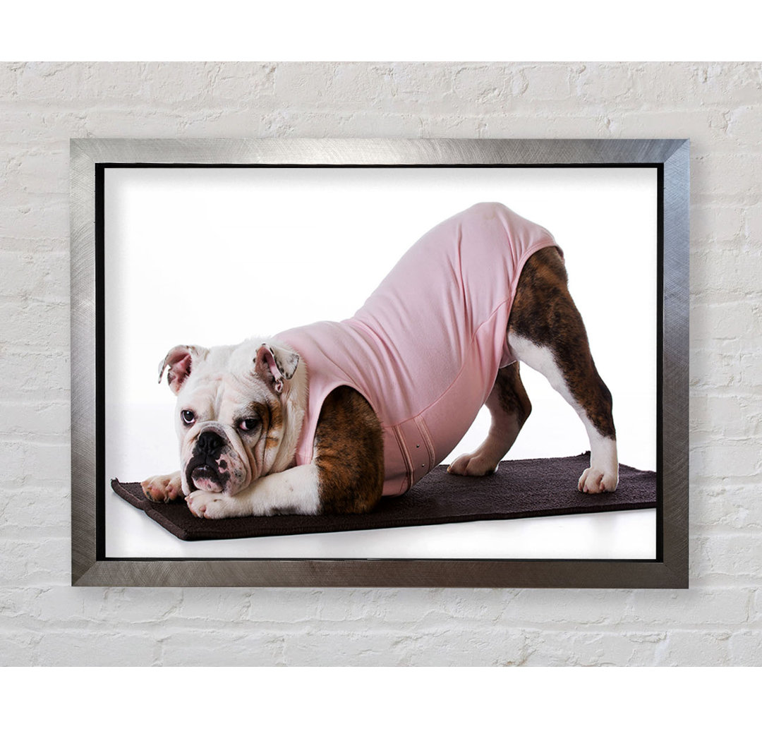 Gerahmtes Leinwandbild British Bulldog Yoga Stretch