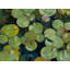 Lotus Pond Serenity Series II Print by Ruth Hayes-71200080-71200081