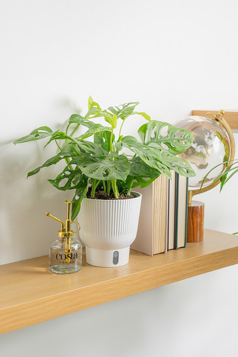 Trending Tropicals Collection