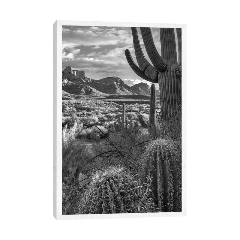 Saguaro and Barrel Cacti, Sant Catalina Mountains, Catalina State Park, Arizona 1 Piece Wall Art on Canvas, White Framed