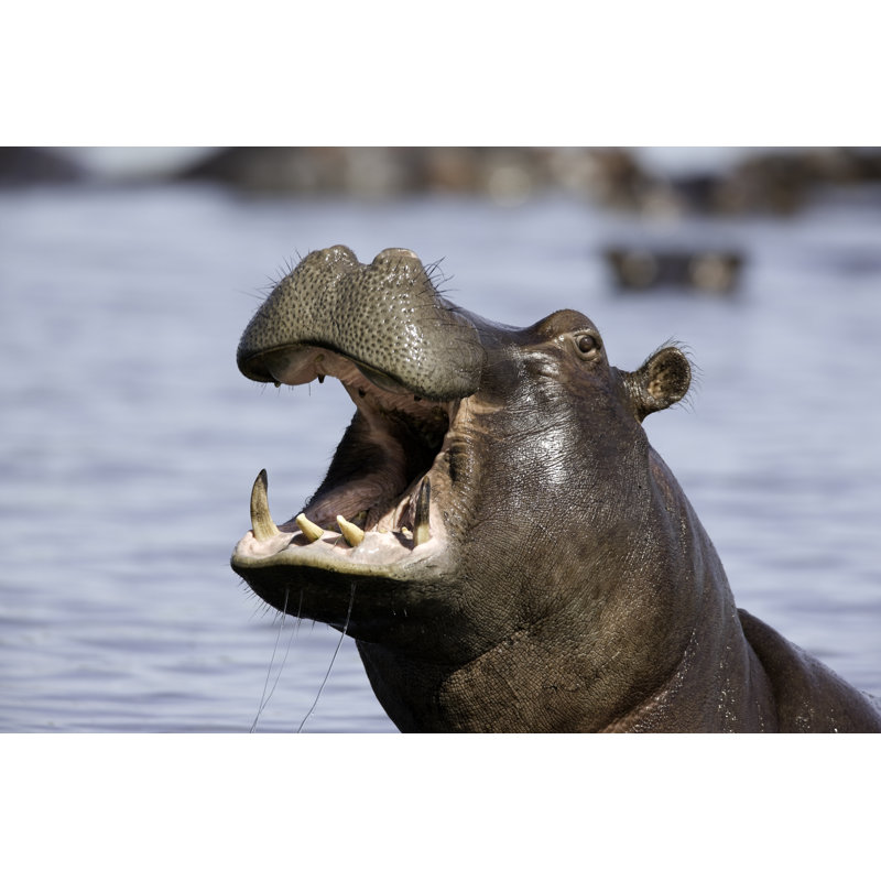 Contenu «Hippo in Michigan River Calling For His Mate» par Pjmalsbury, H 12 po x l 18 po