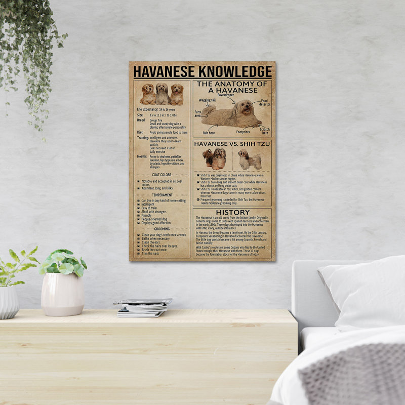 «Connaissances sur les chiens - Connaissances havanaises», reproduction d'art graphique sur toile tendue