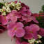 Faux Plastic 40cm Wreath