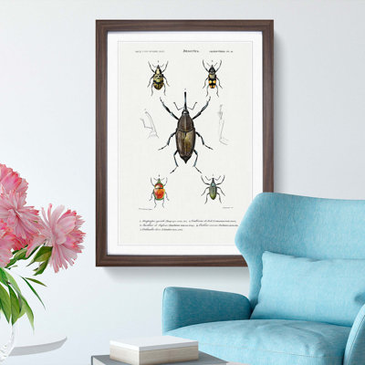Weevil Beetle Illustrations by Charles D'Orbigny - Picture Frame Painting Print