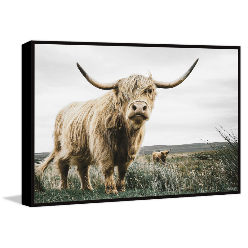 Roaming Cattle - Print, Floater Black Framed Canvas, 76cm H x 76cm W x 3.81cm D