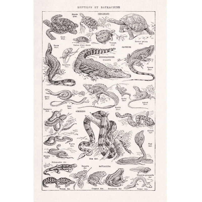 Illustration About Reptiles by Gwengoat - Wrapped Canvas Print, 76cm H x 51cm W