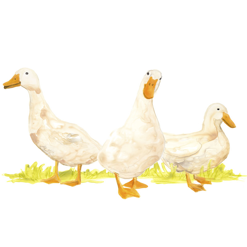 Quack Squad I - Wrapped Canvas Painting, 51 cm H x 76 cm W, Wrapped Canvas