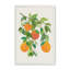 "Oranges and Blossoms II", "Tropical Fruit" par Modern Tropical, reproduction d'art sur toile-533260806-533260829