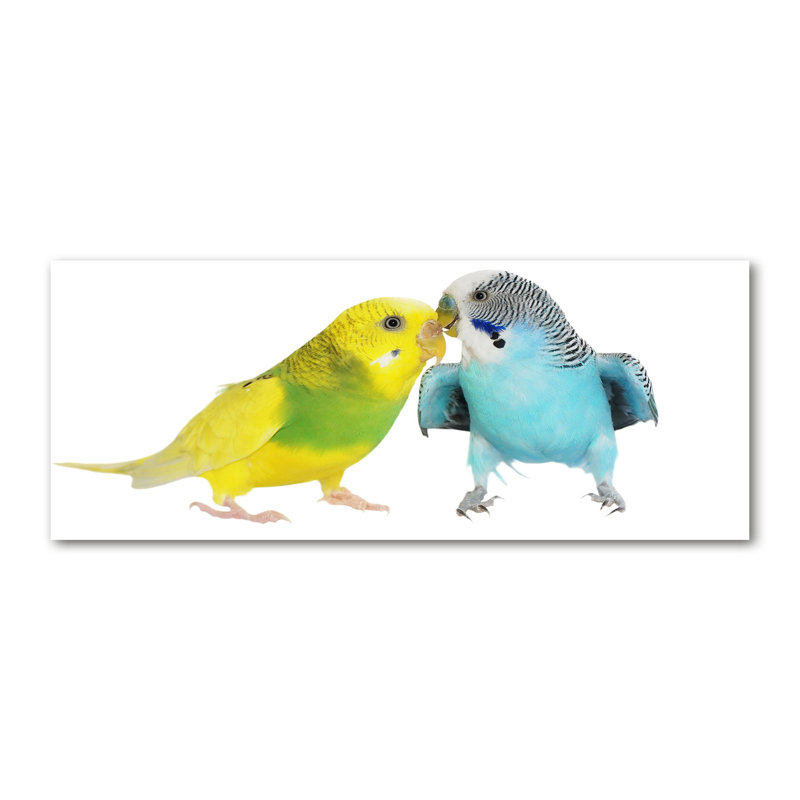 Budgies - No Frame Print on Canvas