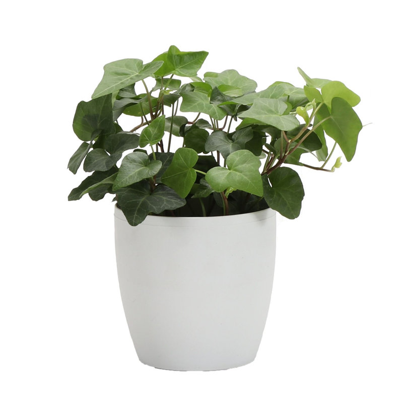 Live Green Ivy Plant in Classic Pot, White