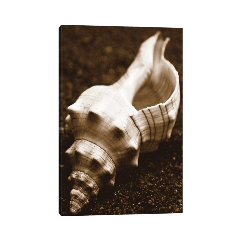 Sea Gallery III by Boyce Watt - Wrapped Canvas Print, 66.04 cm H x 45.72 cm W x 3.175 cm D