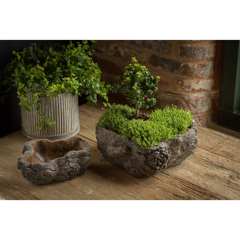 Cahoon Statue Planter, 3.5" H x 8.63" W x 6.38" D