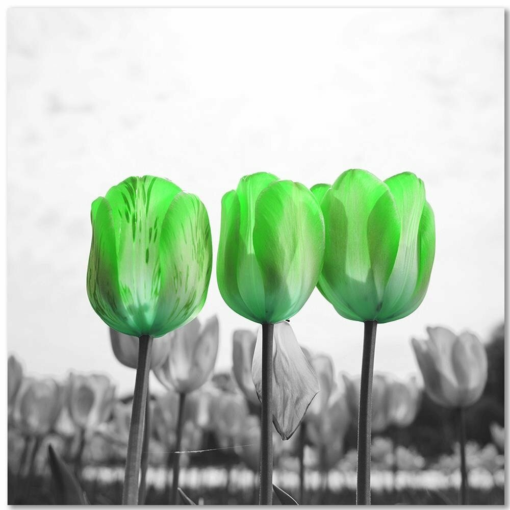 Leinwandbild Mohnblumen auf grüner Wiese