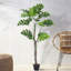155cm Plant