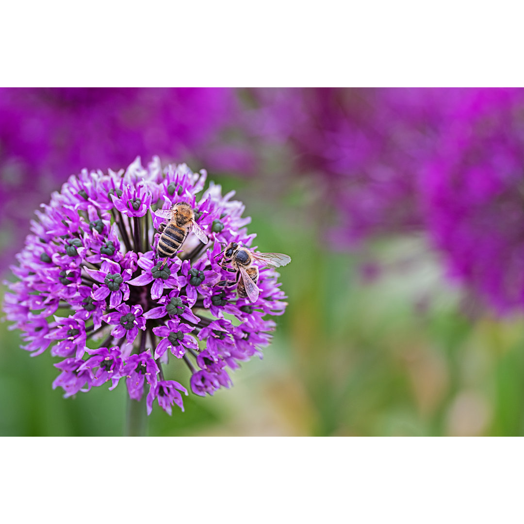 Lila Blüte mit Bienen von Anneliese Grünwald-Maerkl - Leinwanddrucke