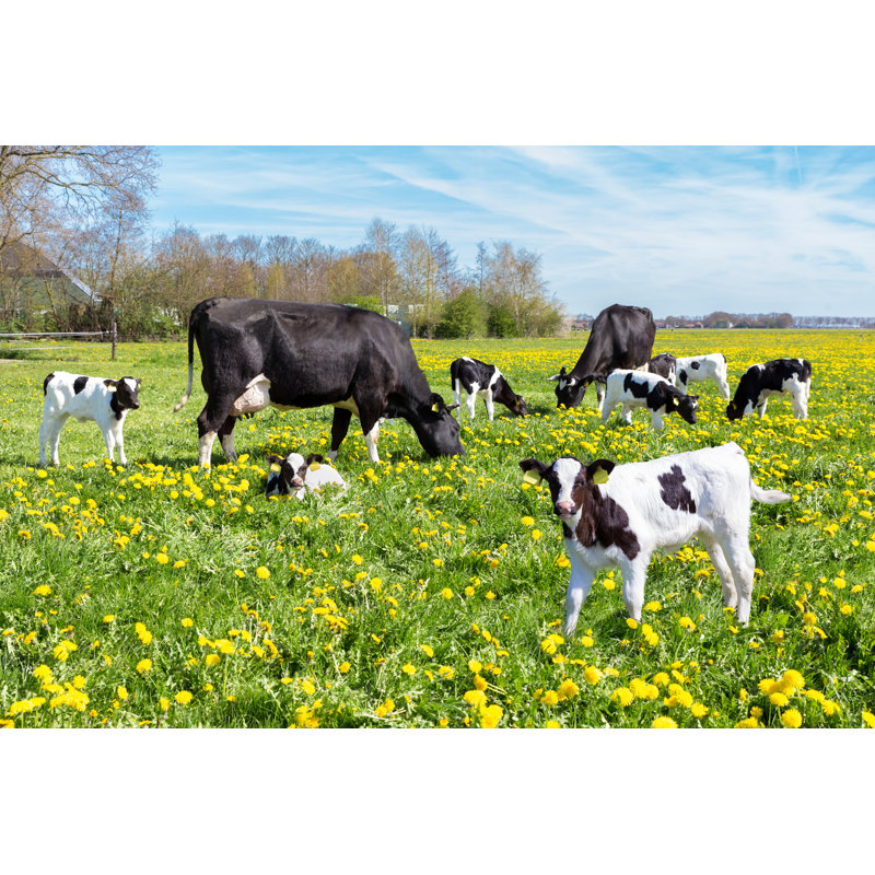 Grazing Cows And Calves by Ben-Schonewille - Wrapped Canvas Print, 30cm H x 46cm W