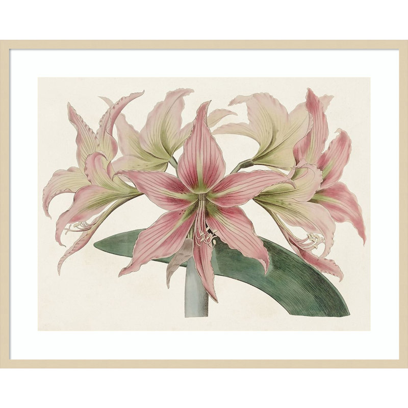 «Amaryllis Varietals I» par Bette Ridgeway, impression sur bois encadrée, H 33 po x l 41 po